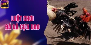 Luật Chơi Đá Gà Cựa Dao 2026 Và Những Quy Định Mới
