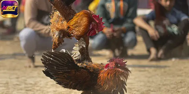 Luật chơi đá gà cựa dao về giống kê