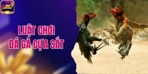 Luật Chơi Đá Gà Cựa Sắt Chuẩn Xác Cho Người Mới Bắt Đầu